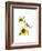 Titmouse with Sunflower, 2016-John Keeling-Framed Giclee Print