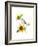 Titmouse with Sunflower, 2016-John Keeling-Framed Giclee Print