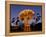 Tivoli Gardens at Christmas, Copenhagen, Denmark, Scandinavia, Europe-Sergio Pitamitz-Framed Premier Image Canvas