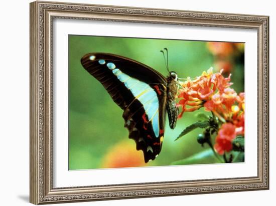 To Be a Butterfly 1988 Papillon-null-Framed Photo