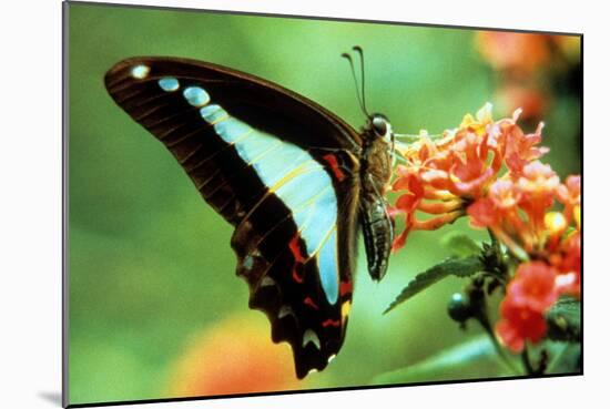 To Be a Butterfly 1988 Papillon-null-Mounted Photo