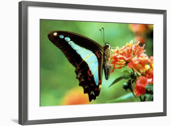 To Be a Butterfly 1988 Papillon-null-Framed Photo