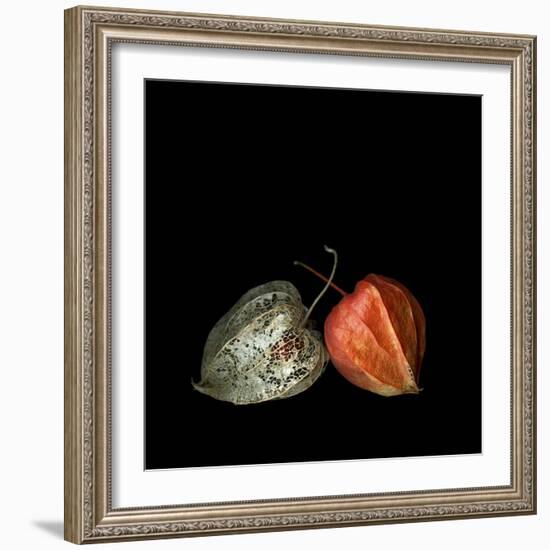 To Be And Not To Be - Physalis-Magda Indigo-Framed Photographic Print