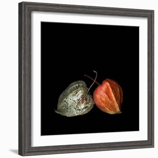 To Be And Not To Be - Physalis-Magda Indigo-Framed Photographic Print