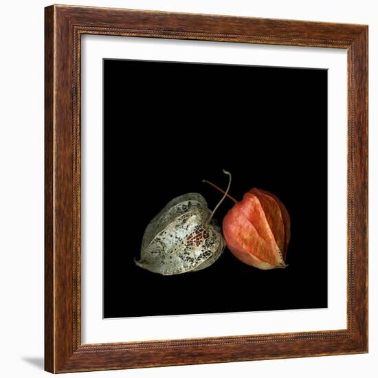 To Be And Not To Be - Physalis-Magda Indigo-Framed Photographic Print