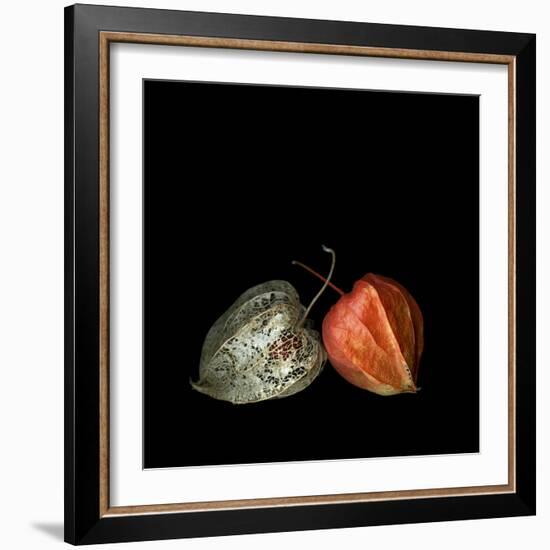 To Be And Not To Be - Physalis-Magda Indigo-Framed Photographic Print
