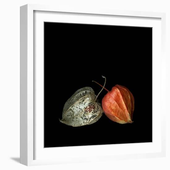 To Be And Not To Be - Physalis-Magda Indigo-Framed Photographic Print