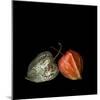To Be And Not To Be - Physalis-Magda Indigo-Mounted Photographic Print