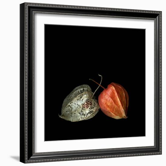 To Be And Not To Be - Physalis-Magda Indigo-Framed Photographic Print