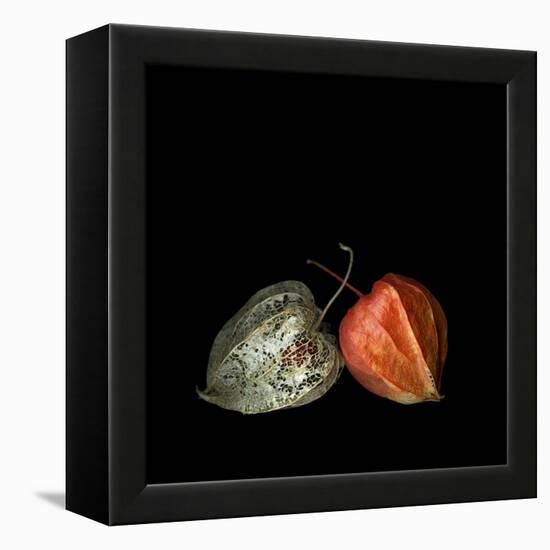 To Be And Not To Be - Physalis-Magda Indigo-Framed Stretched Canvas