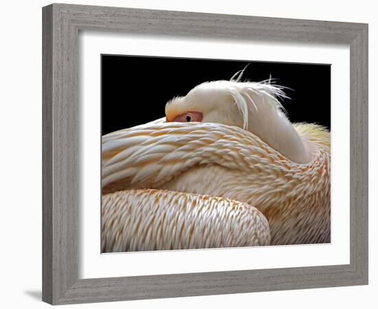 To Be Half Asleep...-Thierry Dufour-Framed Photographic Print