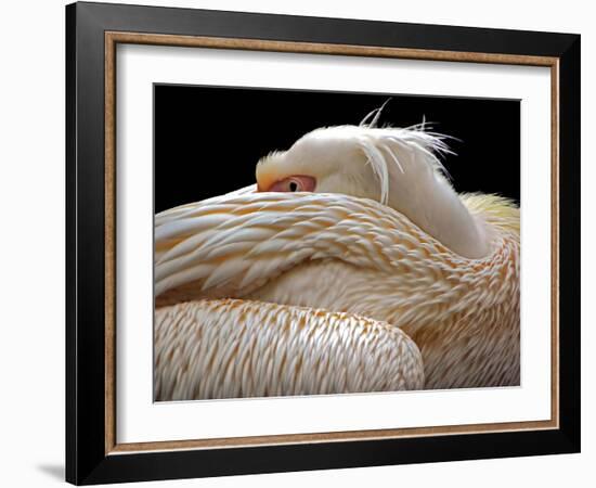 To Be Half Asleep...-Thierry Dufour-Framed Photographic Print