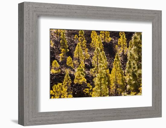 To Canaries Jaws in the Teide National Parks, Pinus Canariensis, Tenerife, Spain-Reinhard Dirscherl-Framed Photographic Print