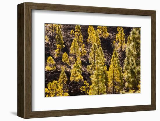 To Canaries Jaws in the Teide National Parks, Pinus Canariensis, Tenerife, Spain-Reinhard Dirscherl-Framed Photographic Print