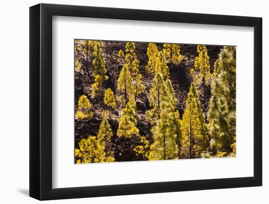 To Canaries Jaws in the Teide National Parks, Pinus Canariensis, Tenerife, Spain-Reinhard Dirscherl-Framed Photographic Print