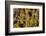 To Canaries Jaws in the Teide National Parks, Pinus Canariensis, Tenerife, Spain-Reinhard Dirscherl-Framed Photographic Print