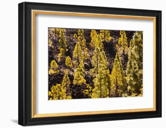 To Canaries Jaws in the Teide National Parks, Pinus Canariensis, Tenerife, Spain-Reinhard Dirscherl-Framed Photographic Print