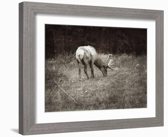 To Graze-Christy Ann-Framed Giclee Print