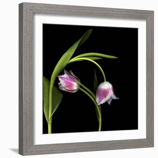 To Love And Protect - Tulips-Magda Indigo-Framed Photographic Print