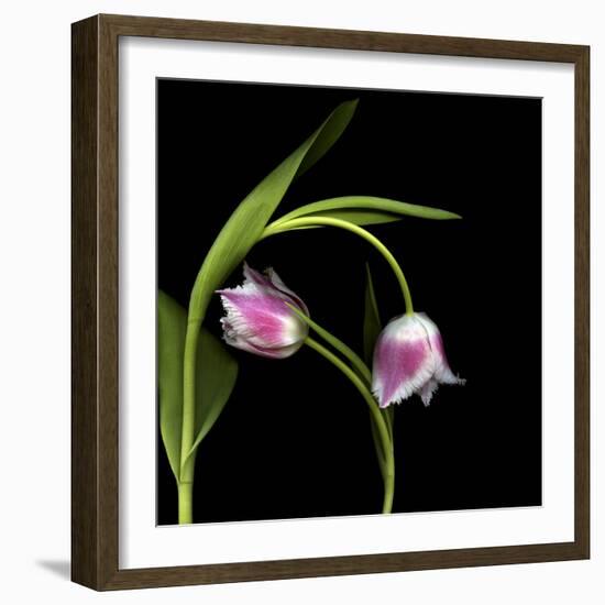 To Love And Protect - Tulips-Magda Indigo-Framed Photographic Print