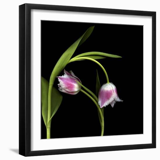 To Love And Protect - Tulips-Magda Indigo-Framed Photographic Print