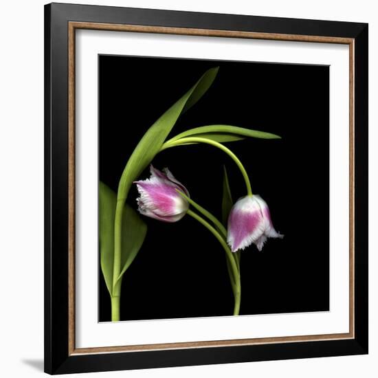 To Love And Protect - Tulips-Magda Indigo-Framed Photographic Print