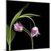 To Love And Protect - Tulips-Magda Indigo-Mounted Photographic Print