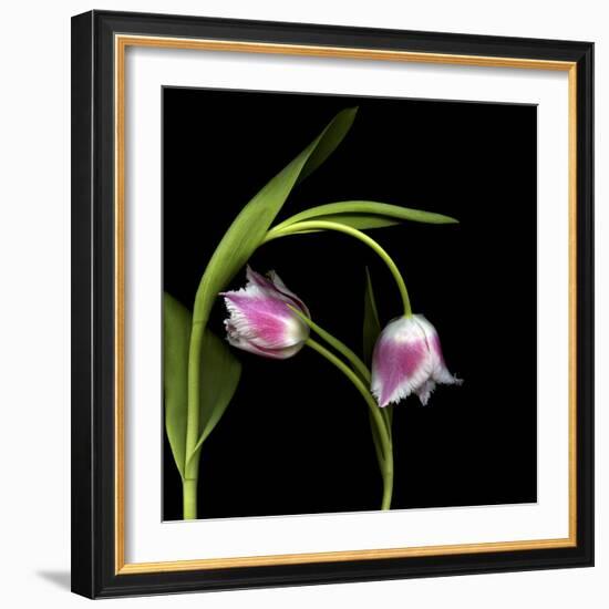 To Love And Protect - Tulips-Magda Indigo-Framed Photographic Print