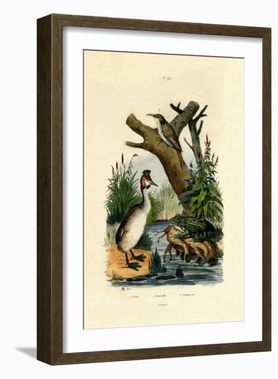 Toad, 1833-39-null-Framed Giclee Print