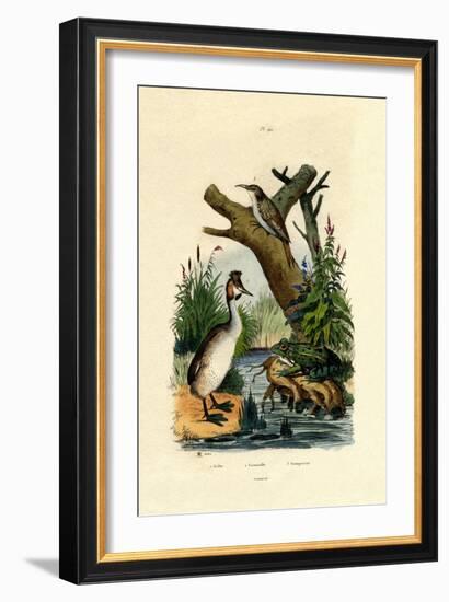 Toad, 1833-39-null-Framed Giclee Print