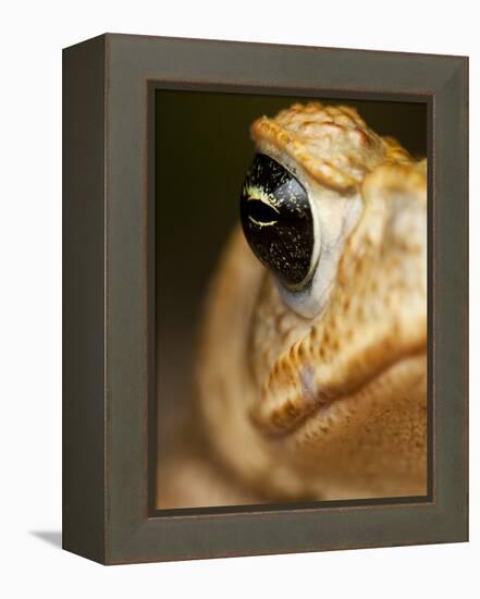 Toad in Costa Rica-Paul Souders-Framed Premier Image Canvas