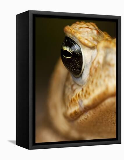 Toad in Costa Rica-Paul Souders-Framed Premier Image Canvas