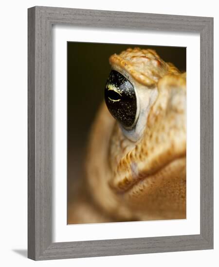 Toad in Costa Rica-Paul Souders-Framed Photographic Print