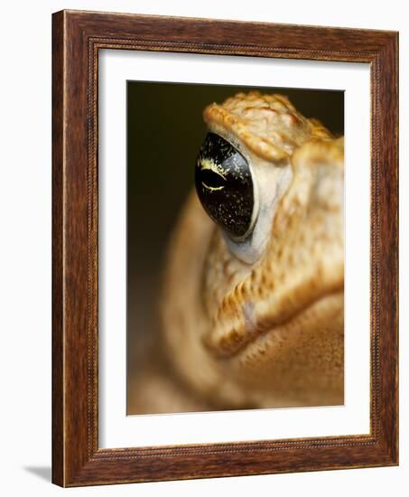 Toad in Costa Rica-Paul Souders-Framed Photographic Print