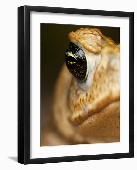 Toad in Costa Rica-Paul Souders-Framed Photographic Print