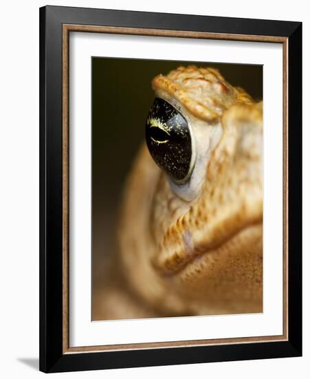 Toad in Costa Rica-Paul Souders-Framed Photographic Print