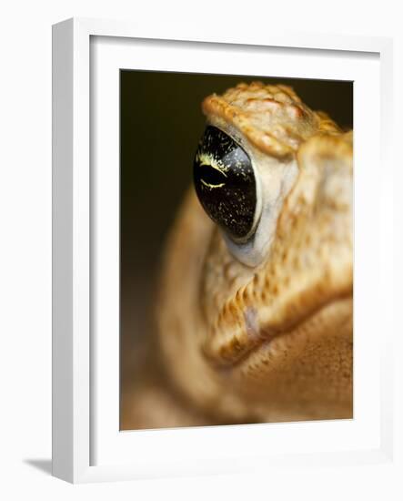 Toad in Costa Rica-Paul Souders-Framed Photographic Print