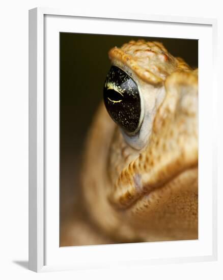 Toad in Costa Rica-Paul Souders-Framed Photographic Print