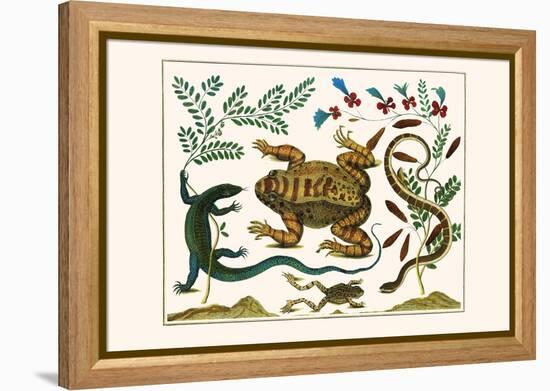 Toad, Lizard, Serpentes, Leopard Frog, Capers-Albertus Seba-Framed Stretched Canvas