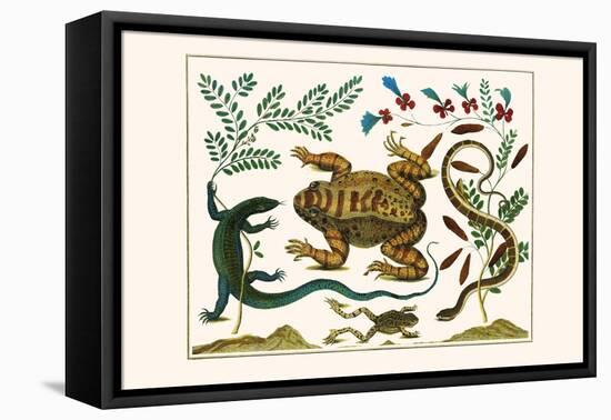 Toad, Lizard, Serpentes, Leopard Frog, Capers-Albertus Seba-Framed Stretched Canvas