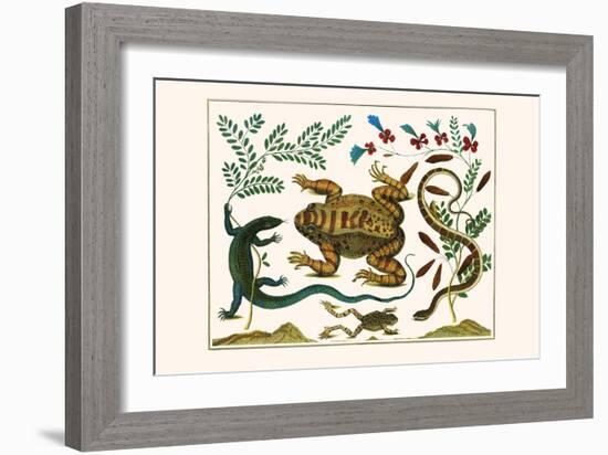 Toad, Lizard, Serpentes, Leopard Frog, Capers-Albertus Seba-Framed Art Print