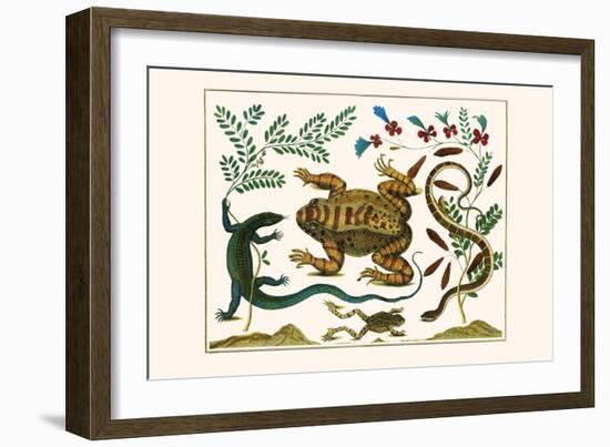 Toad, Lizard, Serpentes, Leopard Frog, Capers-Albertus Seba-Framed Art Print