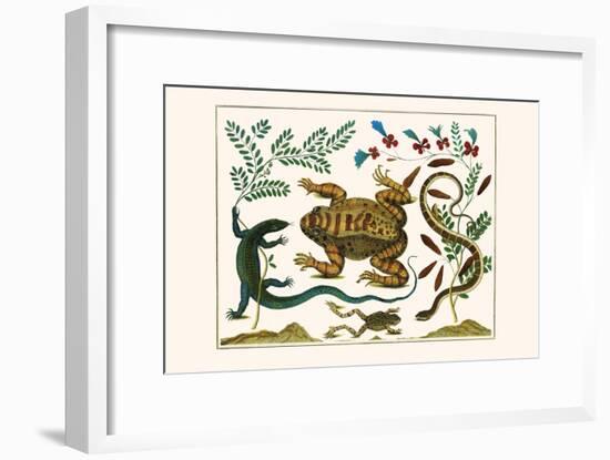 Toad, Lizard, Serpentes, Leopard Frog, Capers-Albertus Seba-Framed Art Print