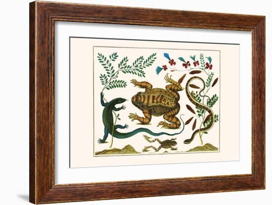 Toad, Lizard, Serpentes, Leopard Frog, Capers-Albertus Seba-Framed Art Print