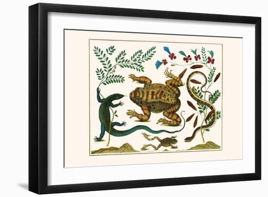Toad, Lizard, Serpentes, Leopard Frog, Capers-Albertus Seba-Framed Art Print