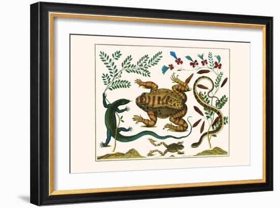 Toad, Lizard, Serpentes, Leopard Frog, Capers-Albertus Seba-Framed Art Print