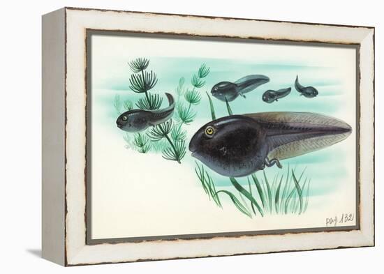 Toad Tadpoles-null-Framed Premier Image Canvas