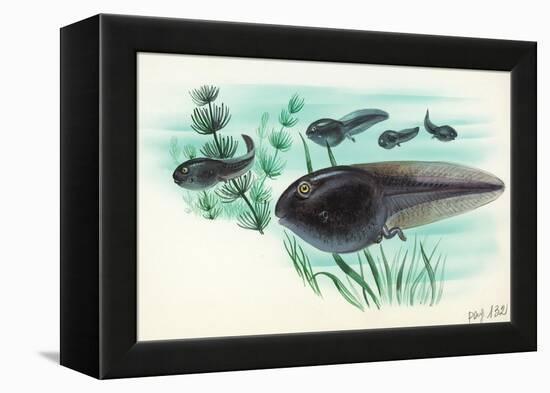 Toad Tadpoles-null-Framed Premier Image Canvas