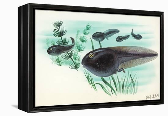 Toad Tadpoles-null-Framed Premier Image Canvas