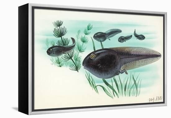 Toad Tadpoles-null-Framed Premier Image Canvas